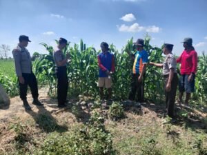 Polsek Kapas Dampingi Petani Jagung di Desa Bendo, Perkuat Dukungan Ketahanan Pangan